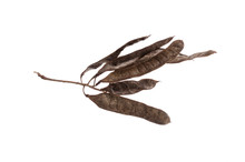 Branch With Thorns And Acacia Tree Seeds On A White Background