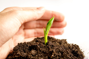 Concept birth of idea- sprout from soil on white background