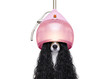 canvas print picture - dog drying hair at hairdressers