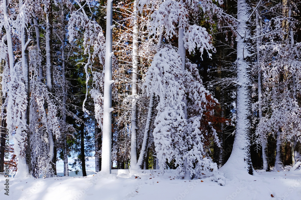 Trees covered with snow on bright winter day