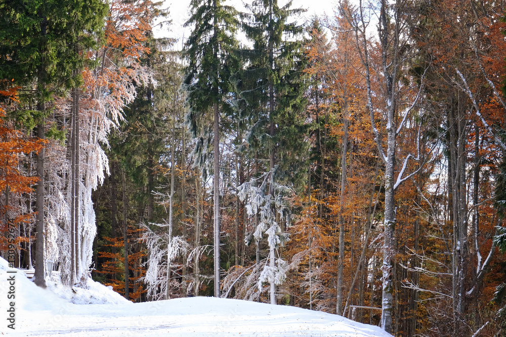 Beautiful forest on bright autumn day