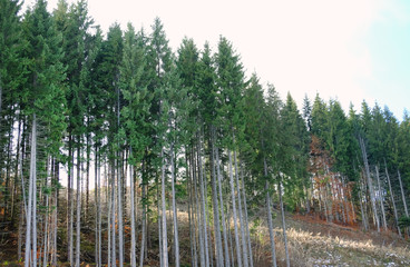 Poster - Beautiful forest with coniferous trees on autumn day