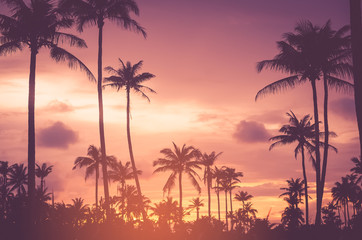 Wall Mural - copy space of tropical palm tree with sun light on sky background.