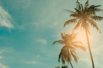 Copy space of tropical palm tree with sun light on sky background.