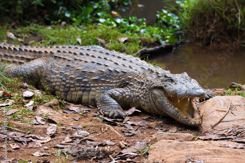 Plakat Madagaskar Crocodile, Crocodylus niloticus