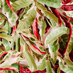 Wall Mural - red and green petal pattern on white background. flat lay.