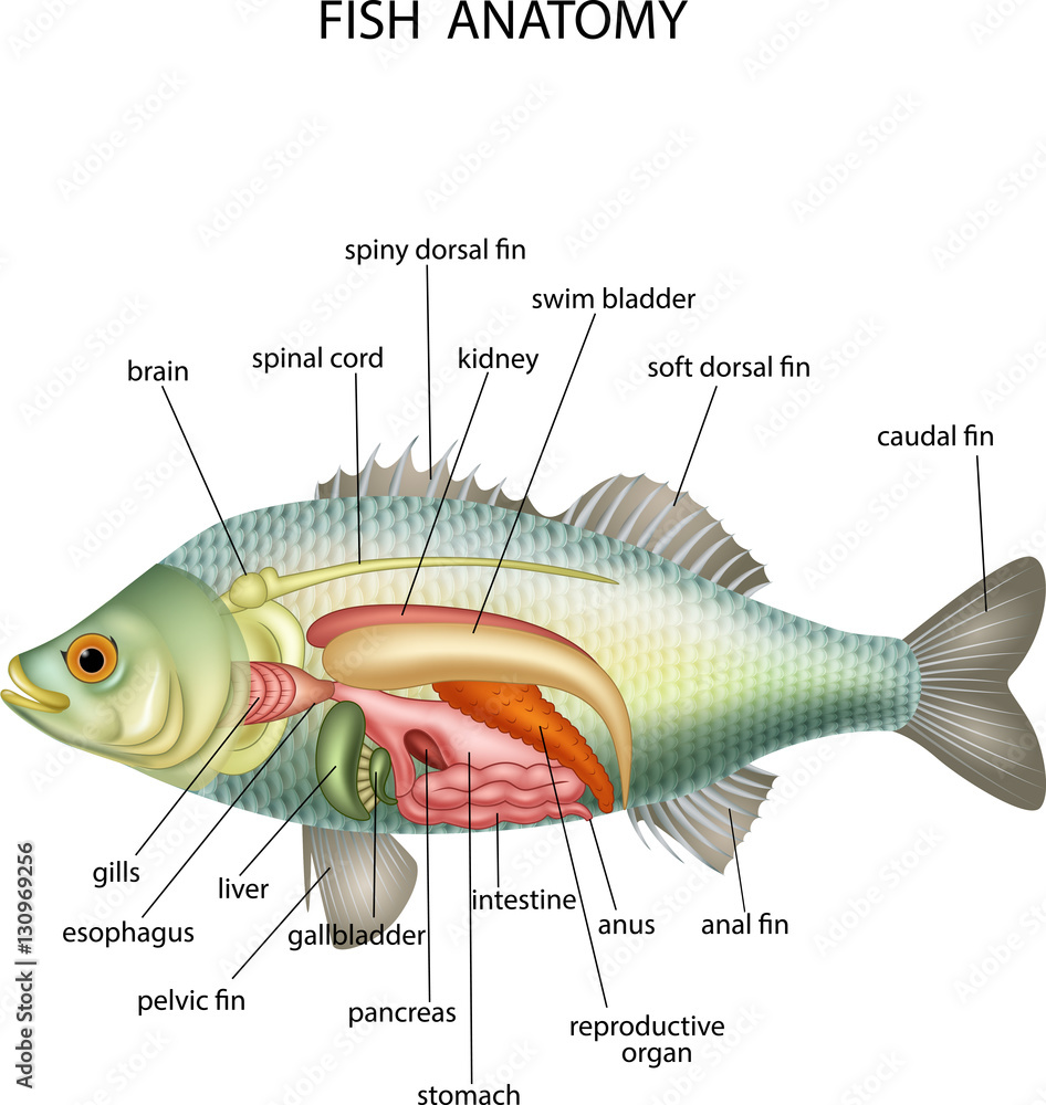 Stock Vektorgrafik Anatomy Of Fish Adobe Stock stock-vektorgrafik-anatomy-of-fish-adobe-stock