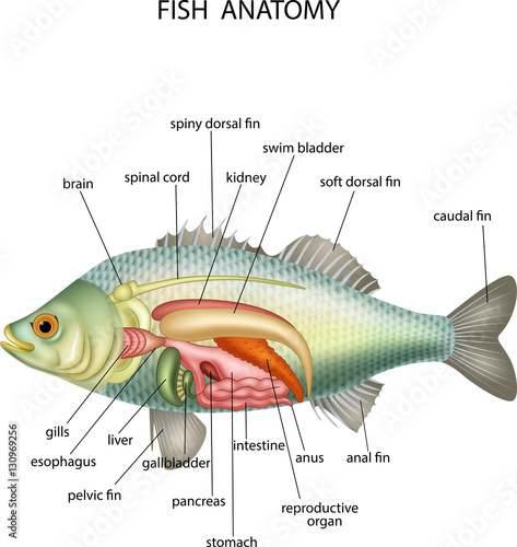 Naklejka dekoracyjna Anatomia ryby