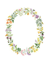 Watercolor Oval Wreath With Meadow Plants.