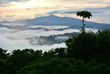 Primary rainforest sunrise scenery in Danum Valley, Sabah Borneo, Malaysia