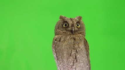 Canvas Print - European scops owl on green screen