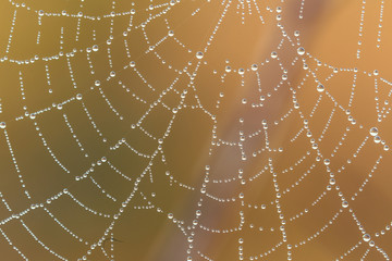  Cobweb in dew drops. Water drops on a spiderweb.