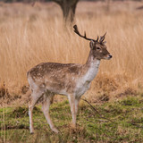 Fototapeta  - Beautiful portrait of a deer roaming free in the park