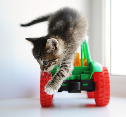  Small tabby fluffy kitten riding a toy car on the windowsill