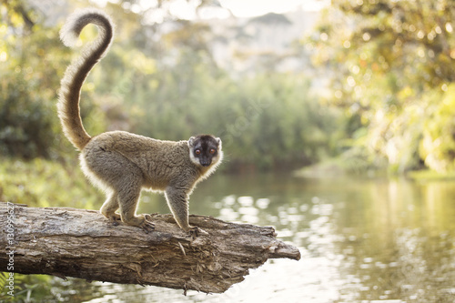 Lemur in their natural habitat, Madagascar. Plakát