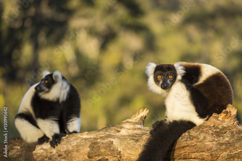 Vászonkép Lemur in their natural habitat, Madagascar.