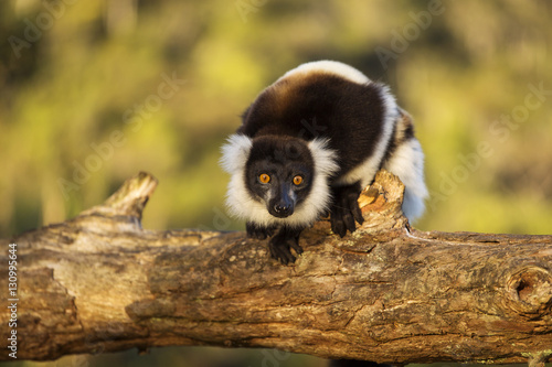 Lemur in their natural habitat, Madagascar. Plakát