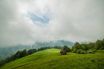 Wall Mural - mountain meadow