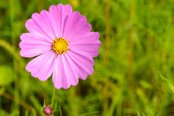 Wall Mural - cosmos flower with blurred background