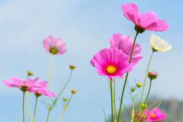 beautiful of cosmos flowers blooming with blue sky
