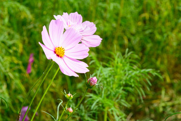 Wall Mural - close up of beautiful cosmos flowers blooming in green field