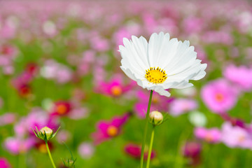 Wall Mural - close up of beautiful white cosmos flower blooming in colorful field