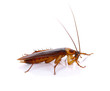 © pairoj - Cockroach isolated on a white background