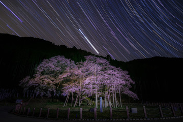 Wall Mural - Cherry blossoms and stars