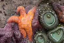 Funny Looking Sea Star And Anemones In Tide Pool
