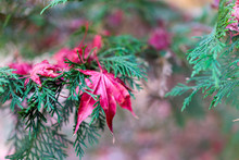 Closeup Of Pink Maple Leaf On Coniferous Pine Tree With Fallen L
