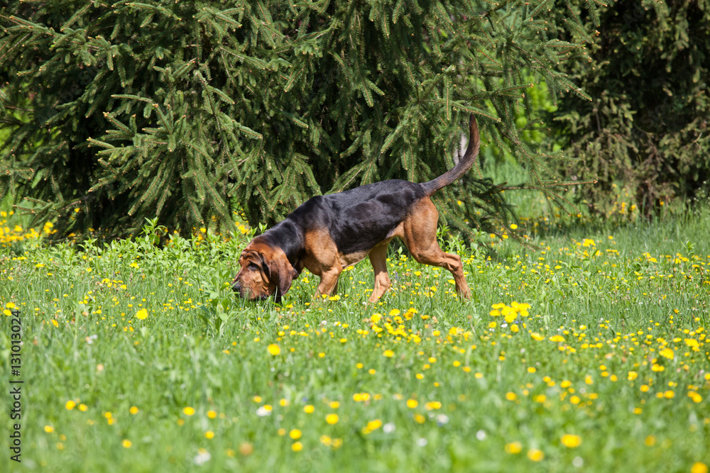 Nice bloodhound on meadow  - obrazy, fototapety, plakaty 