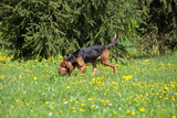 Fototapeta Konie - Nice bloodhound on meadow 