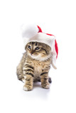 Fototapeta Koty - cat in the hat of Santa Claus 
