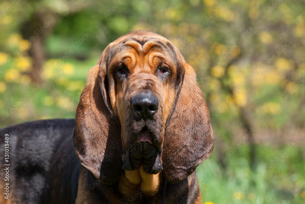 Portrait of nice bloodhound - obrazy, fototapety, plakaty 