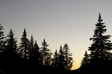 Silhouette Pine Trees Sunset Sky