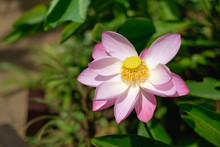 Beautyful Pink Lotus