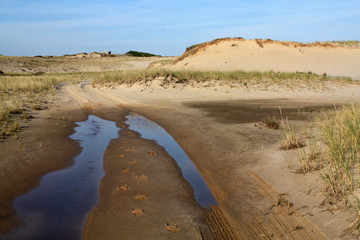 Wall Mural - Vernal Pool in Sand Road of the Cape Cod National Seashore with Tadpoles