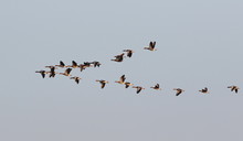 Flock Of Birds, Greylag Goose (Anser Anser) In Flight 
