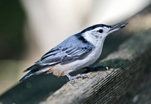 Beautiful Isolated Image With A White-breasted Nuthatch Bird
