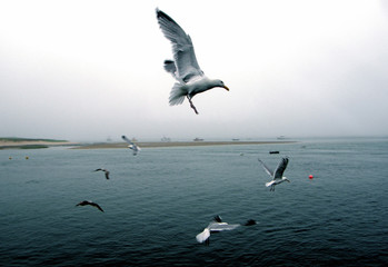 Wall Mural - Seagulls Flying