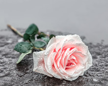 Eine Auf Einem Grabstein Niedergelegte Rosa Rose Auf Gefrorenem Untergrund Zum Ausdruck Der Trauer Und Des Gedenkens Mit Genügend Textfreiraum 
