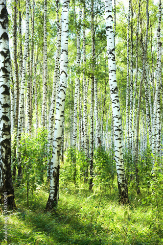 Naklejka - mata magnetyczna na lodówkę summer in sunny birch forest