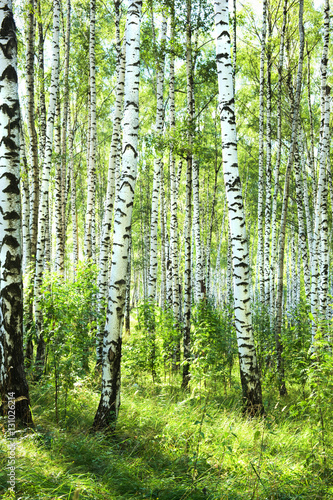 Fototapeta na wymiar summer in sunny birch forest