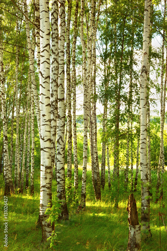 Obraz w ramie summer in sunny birch forest