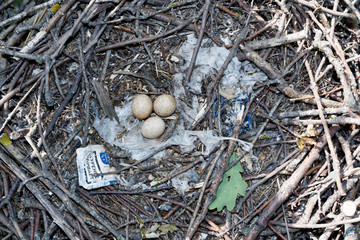 Poster - Falco subbuteo. The nest of the Northern Hobby in nature.