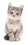 Fototapeta Koty - Small gray kitten.