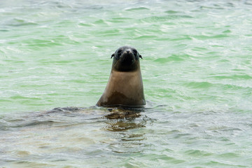 Wall Mural - Baby Galapagos sea lion, Puerto Villamil at Isabela island, Ecuador