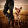 © Richard Schultz - Portrait of a farm dog looking at camera. Dog is sitting next to owner who is wearing jeans and boots.