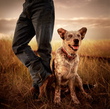 Portrait Of A Farm Dog Looking At Camera. Dog Is Sitting Next To Owner Who Is Wearing Jeans And Boots.
