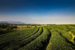 Green tea garden landscape sunset hill cultivation